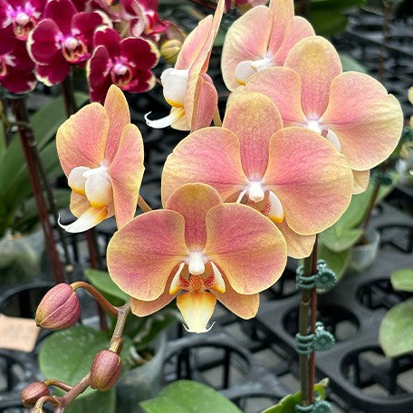 173943129985-Phal.%20OX%20Golden%20Star%20'OX1663'%20%C3%97%20SKB%20Black%20Lace%20%E8%8A%B12.jpg