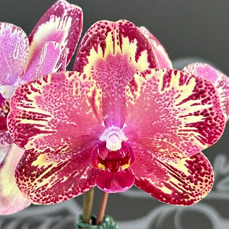 173984893231-Phal.%20I-Hsin%20The%20Big%20Bang%20'959'%20%E8%8A%B12.jpg