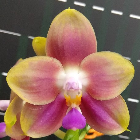 173995776346-Phal.%20Joy%20Spring%20Canary%20'Orange'%20%E8%8A%B11.jpg