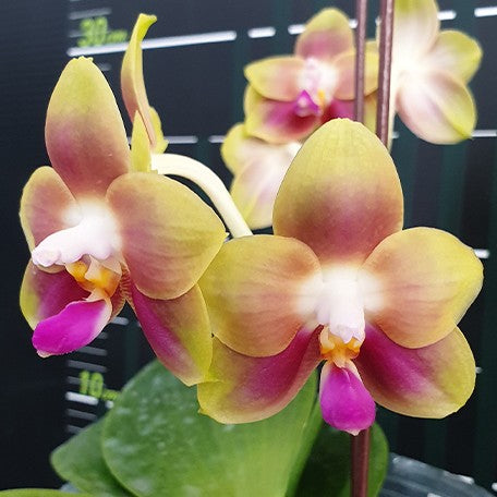 173995776356-Phal.%20Joy%20Spring%20Canary%20'Orange'%20%E8%8A%B12.jpg