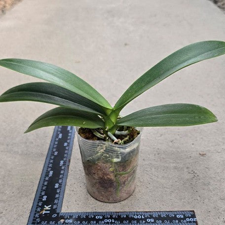 174046328132-Phal.%20Fortune%20Saltzman%20(variation)%20%E6%A4%8D%E6%A0%AA3''1.jpg