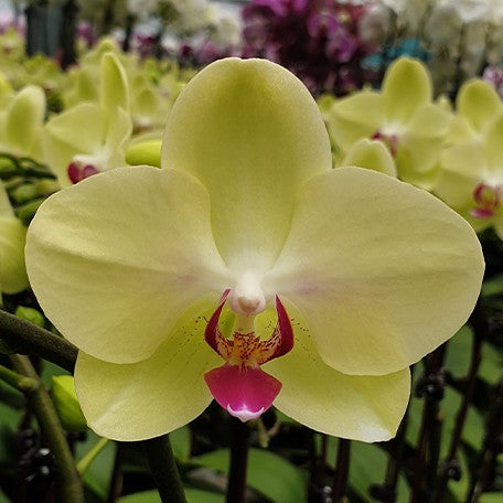 174046332120-Phal.%20Fortune%20Saltzman%20(variation)%20%E8%8A%B14.jpg