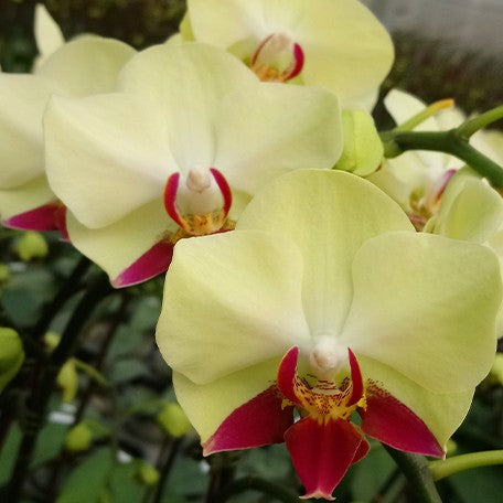 174046332148-Phal.%20Fortune%20Saltzman%20(variation)%20%E8%8A%B12.jpg