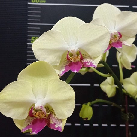 174046332176-Phal.%20Fortune%20Saltzman%20(variation)%20%E8%8A%B13.jpg