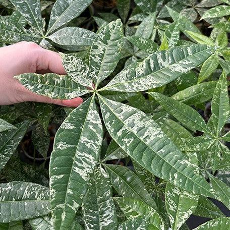174056783978-Pachira%20glabra%20'Milky%20Way'%20%E8%8A%B14.jpg