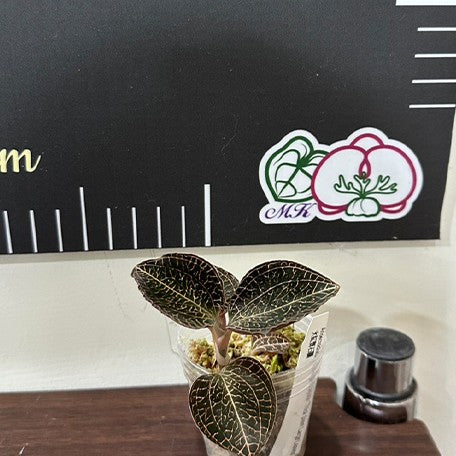 174122508274-Anoectochilus%20roxburghii%20hayata%20'Thick%20Stem%20Large%20Leaves'%20%E6%A4%8D%E6%A0%AA1.7''1.jpg