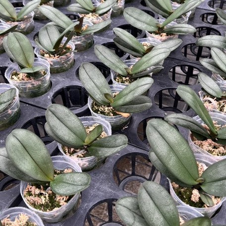 174176654382-Phal.%20Sunset%20Gemstone%20%E6%A4%8D%E6%A0%AA2.8''2.jpg