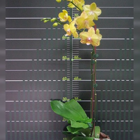 174191260272-Phal.%20Jiuhbao%20Queen%20Diamond%20%E8%8A%B13.jpg