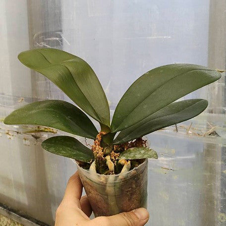 174191272330-Phal.%20Jiuhbao%20Queen%20Diamond%20%E6%A4%8D%E6%A0%AA2.5''1.jpg