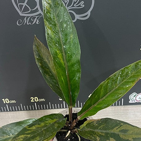 174226197534-Anthurium%20hybrid%20(variegata)%20%E8%8A%B11.jpg
