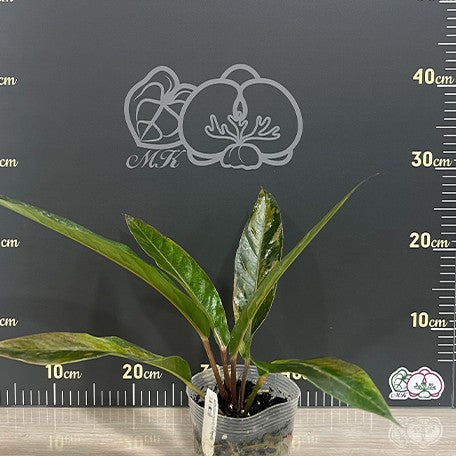 174226197542-Anthurium%20hybrid%20(variegata)%20%E8%8A%B12.jpg