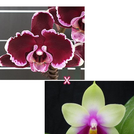 174235462048-Phal.%20Summer%20Breath%20%C3%97%20bellina%20'CU'%20%E8%8A%B11.jpg