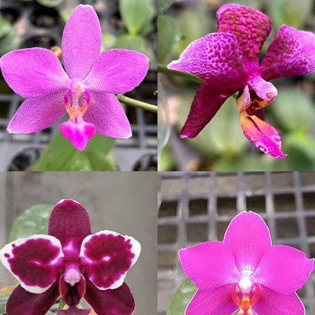 174235462053-Phal.%20Summer%20Breath%20%C3%97%20bellina%20'CU'%20%E8%8A%B12.jpg