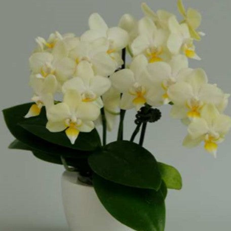 174246656912-Phal.%20SOGO%20Better%20Butter%20%E8%B2%9D%E7%89%B9%E5%AF%B6%20%E8%8A%B14.jpg