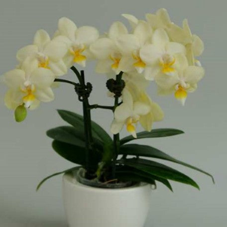 174246656917-Phal.%20SOGO%20Better%20Butter%20%E8%B2%9D%E7%89%B9%E5%AF%B6%20%E8%8A%B13.jpg