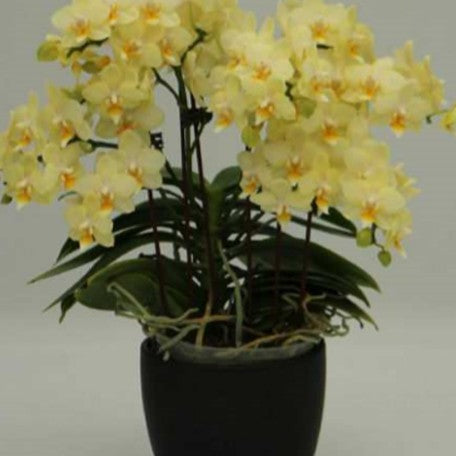 174246656946-Phal.%20SOGO%20Better%20Butter%20%E8%B2%9D%E7%89%B9%E5%AF%B6%20%E8%8A%B12.jpg
