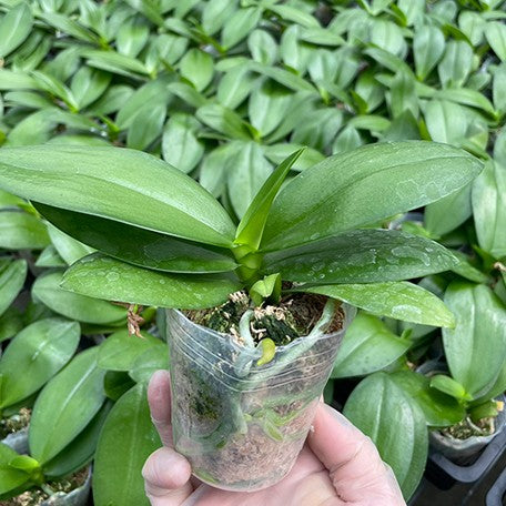 174254036845-Phal.%20SOGO%20Better%20Butter%20%E6%A4%8D%E6%A0%AA2.5''1.jpg