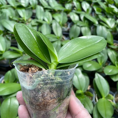 174254036886-Phal.%20SOGO%20Better%20Butter%20%E6%A4%8D%E6%A0%AA2.5''2.jpg