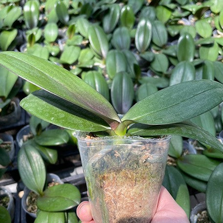 174279976856-Phal.%20Ron-E%20Glamor%20'3230'%20%E6%A4%8D%E6%A0%AA1.jpg