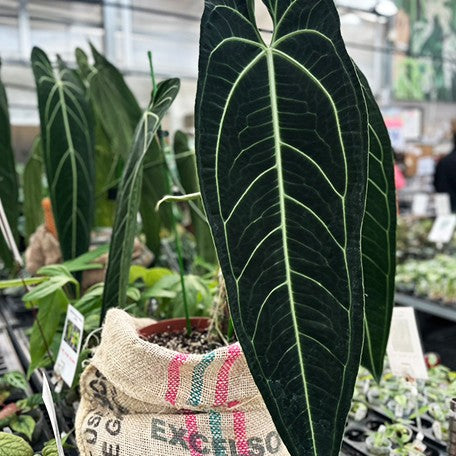 174280099387-Anthurium%20warocqueanum%20%E8%8A%B11.jpg