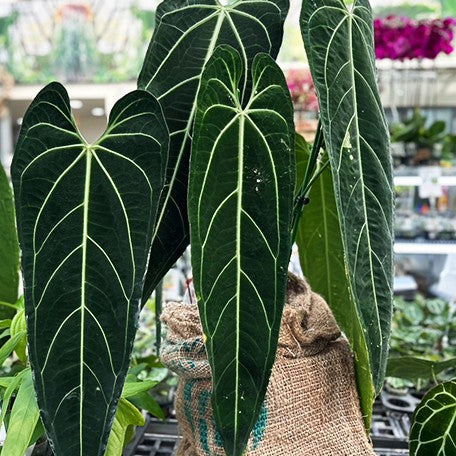 174280099393-Anthurium%20warocqueanum%20%E8%8A%B12.jpg