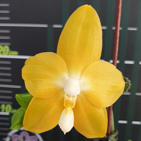 174280534714-Phal.%20Miki%20Deep%20Coffee%20Turtledove%20'Watermelon'%20%E8%8A%B11.jpg
