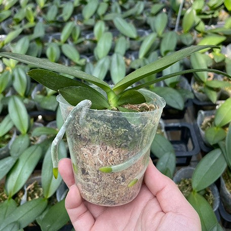 174287032242-Phal.%20Taiwan%20Glamor%20'1972'%20%E6%A4%8D%E6%A0%AA.jpg