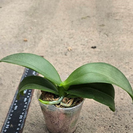 174287106252-Phal.%20Fangmei%20Cloud%20Leopard%20%E6%A4%8D%E6%A0%AA1.jpg
