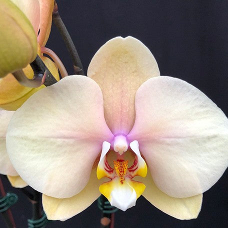 174295016783-Phal.%20Foison%20Dawnlight%20%E2%80%98j9218%E2%80%99%20%E8%B1%90%E6%94%B6%E6%99%A8%E5%85%89%20%E2%80%98j9218%E2%80%99%20%E8%8A%B11.jpg