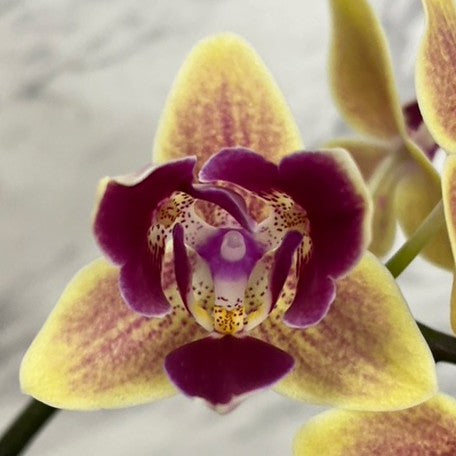 174356336789-Phal.%20Sogo%20Yellowtris%20(peloric)%20%E8%8A%B12.jpg
