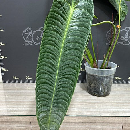 Anthurium veitchii 1.7