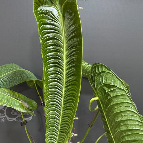 anthurium vetchii Anthurium veitchii 1.7" Grower's Choice *In Stock* – OrchidBox