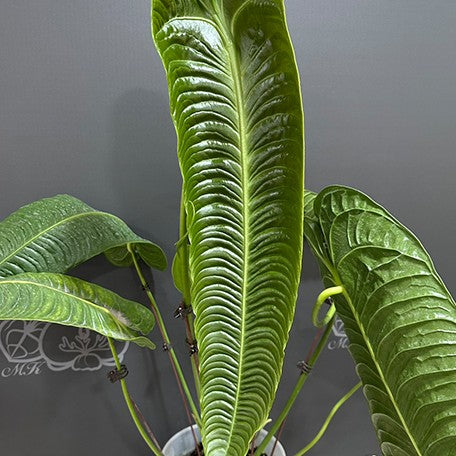 anthurium stock Anthurium veitchii 1.7" Grower's Choice *In Stock*