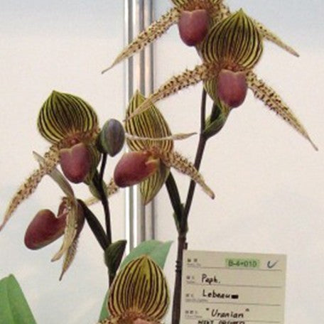 174401010810-Paph.%20Lebeau%20616%20%E8%8A%B11.jpg