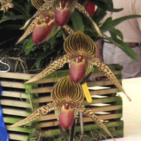 174401010887-Paph.%20Lebeau%20616%20%E8%8A%B1.jpg