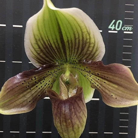 174426584958-Paph.%20Maudie%20x%20Ezan%20Jolly%20Roger%20%20%E6%AF%9B%E5%BC%9F%E4%BA%A4%E8%82%89%E9%A4%85%20%E8%8A%B1.jpg