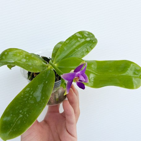 174468180532-Phal.%20violacea%20var.%20indigo%20%C3%97%20sib%20%E6%A4%8D%E6%A0%AA2.5''%201.jpg