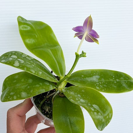 174468180549-Phal.%20violacea%20var.%20indigo%20%C3%97%20sib%20%E6%A4%8D%E6%A0%AA2.5''.jpg