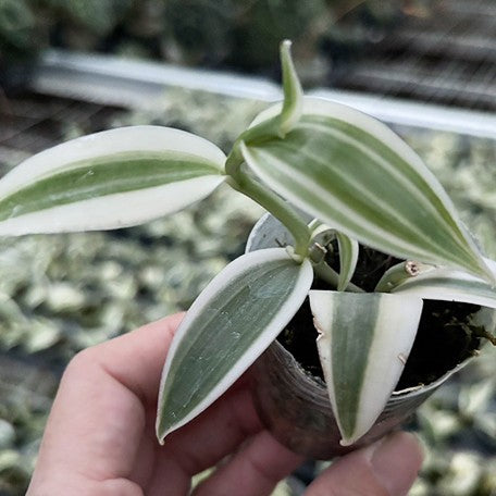 174470652413-Vanilla%20planifolia%20'Albo-Variegata'%20(=%20Vanilla%20somai%20Hay.%20'Albo-Variegata')%20%E6%A4%8D%E6%A0%AA.jpg