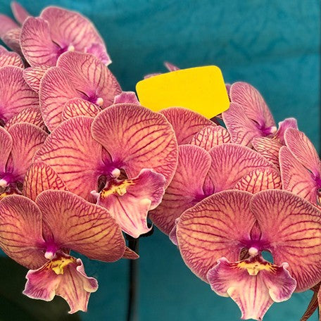 174476540366-Phal.%20Dragon%20Heart%20%E9%BE%8D%E4%B9%8B%E5%BF%831.jpg