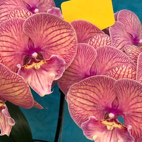 174476540397-Phal.%20Dragon%20Heart%20%E9%BE%8D%E4%B9%8B%E5%BF%83.jpg