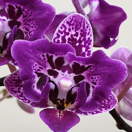 174494187215-Phal.%20Chia%20E%20Yenlin%20(variegata%20&%202%20eyes)%20%E8%8A%B12.jpg