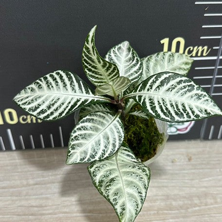 174496113139-Aphelandra%20squarrosa%20'White%20Wash'%20%E6%A4%8D%E6%A0%AA.jpg