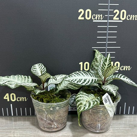 174496113160-Aphelandra%20squarrosa%20'White%20Wash'%20%E6%A4%8D%E6%A0%AA3.jpg