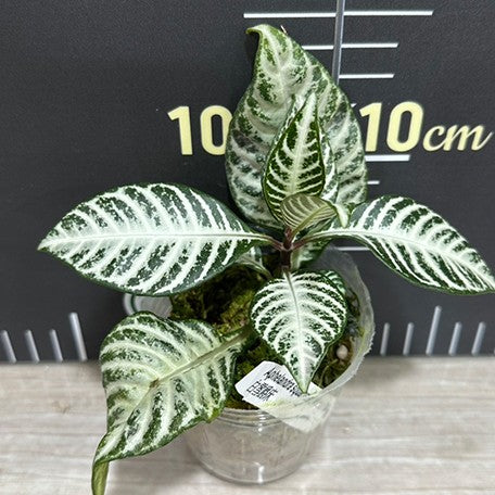 174496113162-Aphelandra%20squarrosa%20'White%20Wash'%20%E6%A4%8D%E6%A0%AA1.jpg