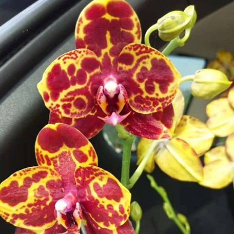 174521445320-Phal.%20GW%20Green%20World%20'Snakeskin'%20%E8%8A%B12.jpg