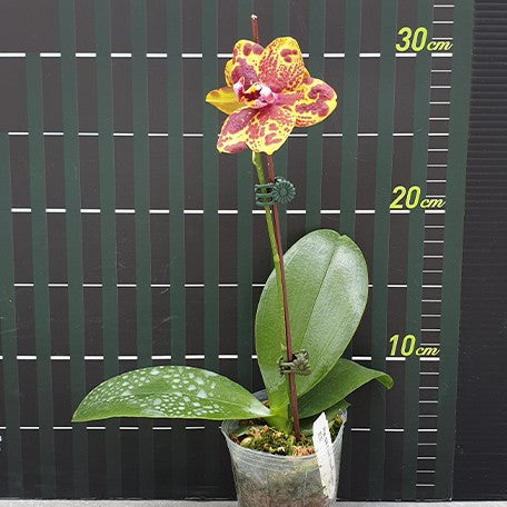 174521445327-Phal.%20GW%20Green%20World%20'Snakeskin'%20%E8%8A%B15.jpg