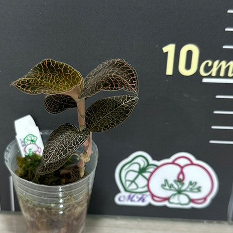 174557461997-Anoectochilus%20roxburghii%20%E8%9B%87%E7%B4%8B%E5%AF%B6%E7%9F%B3%E8%98%AD%20%E6%A4%8D%E6%A0%AA.jpg