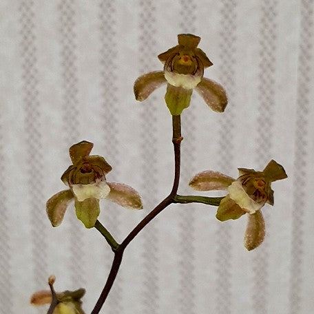 174590383676-Oeceoclades%20roseovariegata%20%C3%97%20sib%20%E8%8A%B11.jpg