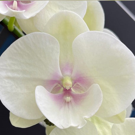 174617115599-Phal.%20Wonderland%20Diva%20%E4%BB%99%E5%A2%83%E5%A5%B3%E7%A5%9E%20%E8%8A%B1.jpg